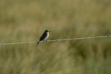paisajes de marismas y aves en las salinas 