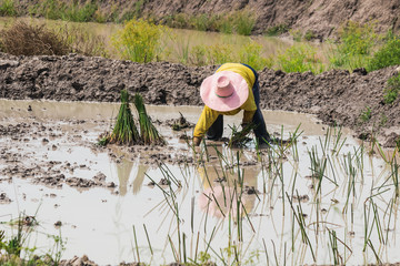 agriculturist transplant  papyrus