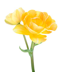 single yellow tulip