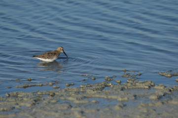 paisajes de marismas y aves en las salinas 