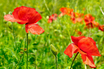 wild poppies,herbaceous plant with showy flowers, milky sap, and