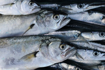 Obraz premium 鮮魚
