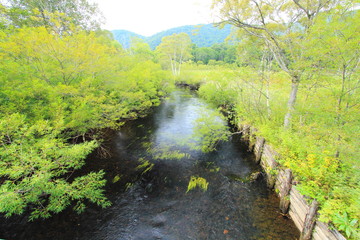 尾瀬の清流