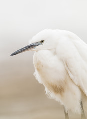 Little Egret 