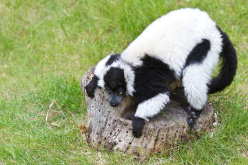 Obraz premium Lemur