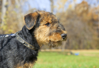 Airedale terrier Close-up in the park