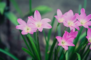 Beautiful rain lily flower. Zephyranthes Lily ,Fairy Lily, Littl