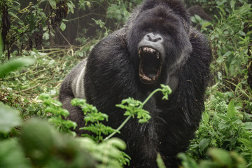 Silverback mountain gorilla in the misty forest opening mouth - obrazy, fototapety, plakaty