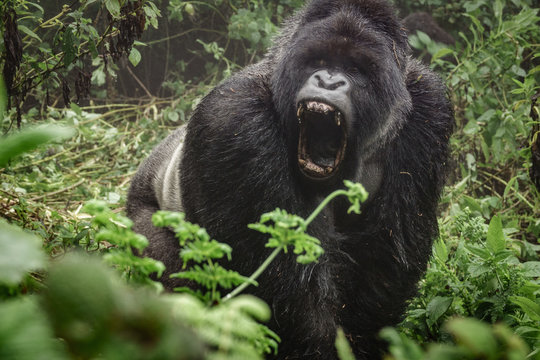 Silverback mountain gorilla in the misty forest opening mouth