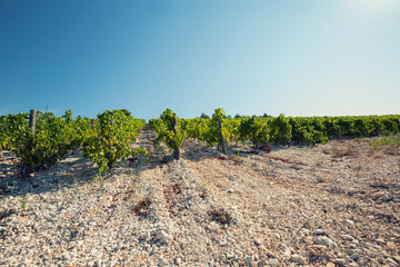 Fototapeta na wymiar View of vineyards in summer