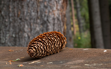 Pine cone close-up