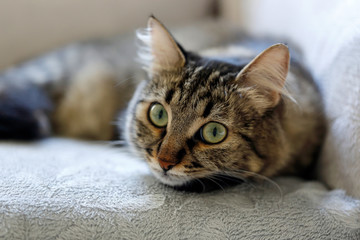 Cat is lies on the sofa