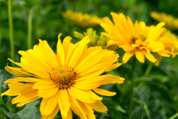 Flowers / Closeup of beautiful yellow flowers