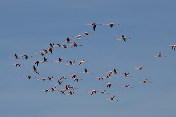 paisajes de marismas y aves en las salinas 