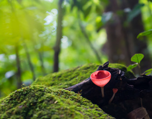Champagne mushroom in rain forest