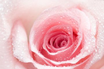 Naklejka premium Pink Rose