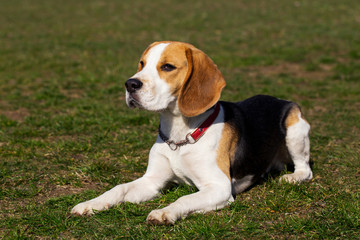 dog breed beagle