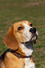 dog breed beagle