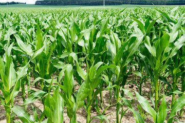 Corn field / Corn field with many plants