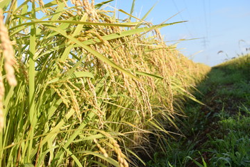 収穫前の稲穂