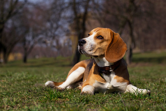 dog breed beagle