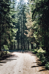 Fototapeta na wymiar leśna droga w górach