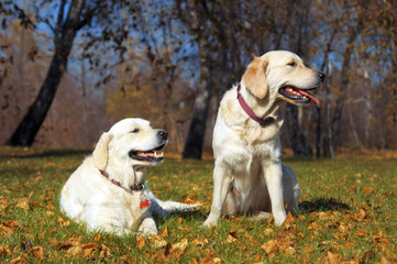 golden Retriever Close-up in the park