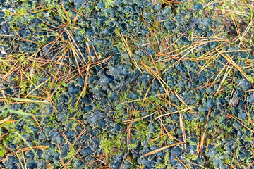 The carpet in the woods