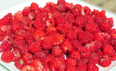 Boiler for Firewood and Wood Briquettes. Firewood Heating for House. Firewood boiler.