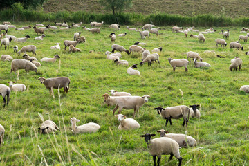 Obraz premium Sheep / many sheep in a pasture