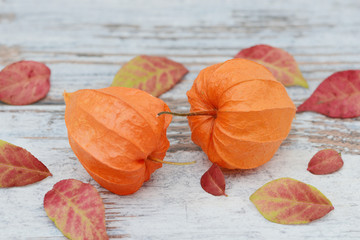 Cape gooseberry  lying on wood