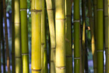 Closeup image of a bamboo inter node cane with sunlight.