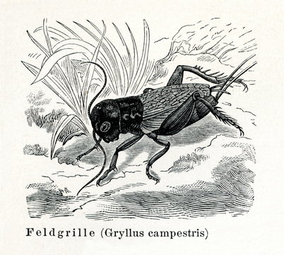 Field cricket (Gryllus campestris) (from Meyers Lexikon, 1895, 7/374/375) 
