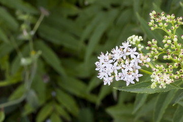 Flower cluster with small white flowers and purple stamens