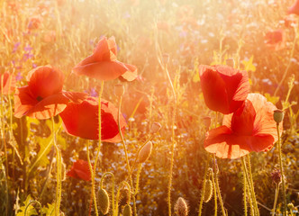 Five red poppies glowing in the wonderful sunset light