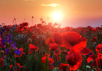 Fototapeta na wymiar Poppy field, red sunset, sun and amazing sunset light - nature flower background