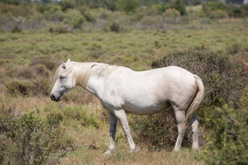 Obraz na płótnie Canvas die weißen Pferde der Camargue
