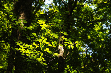 Green Forest on Mountains in Tuscany, Italy.