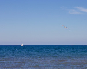 Seagull and sailboat