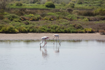 Flamingos
