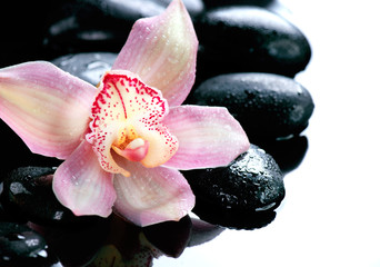 Spa stones and orchid flower on a white background