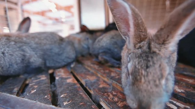 rabbits sniffing the camera