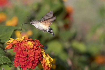 Sphinx-colibri ou moro sphinx qui butine