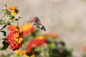 Sphinx-colibri ou moro sphinx  qui butine