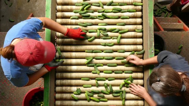 Gherkins processing factory. People working, classify and control the processing of cucumber