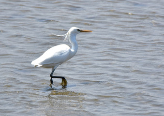 野鳥　カラシラサギ