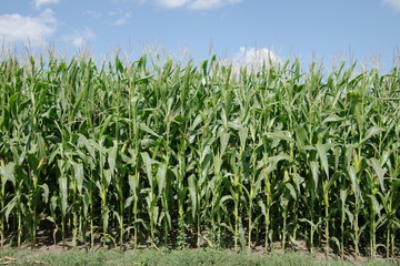 Fototapeta premium Green corn plantation on a background of blue sky.