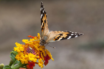 Papillon Vanessa cardui, la Belle dame, butterfly sur des fleurs de lantana à Marseille, France

