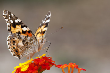 Papillon Vanessa cardui, la Belle dame, butterfly 