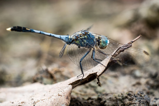 Blue pantala flavescens dragonfly.